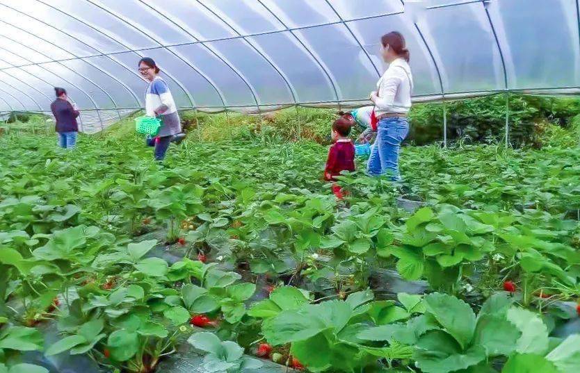 甜長壽草莓採摘地攻略趕緊收藏