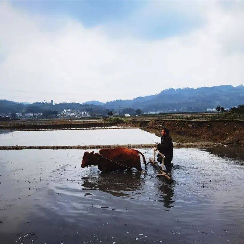 人勤春早牛犁田 好一幅春耕田园画卷_杨泽均_水稻_白花村