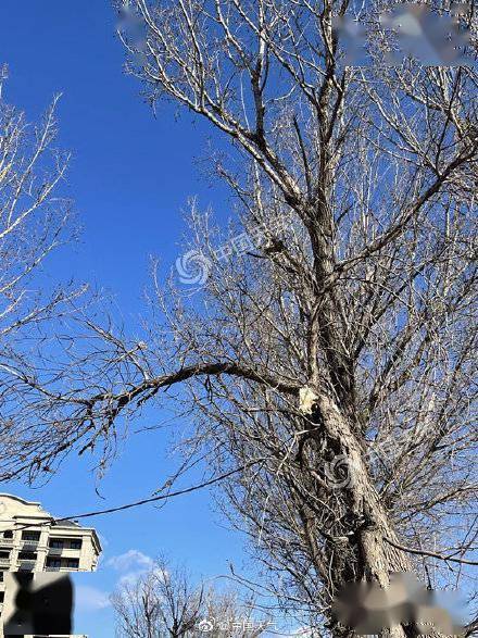 阵风7级北京大风劲吹延庆树枝被刮断