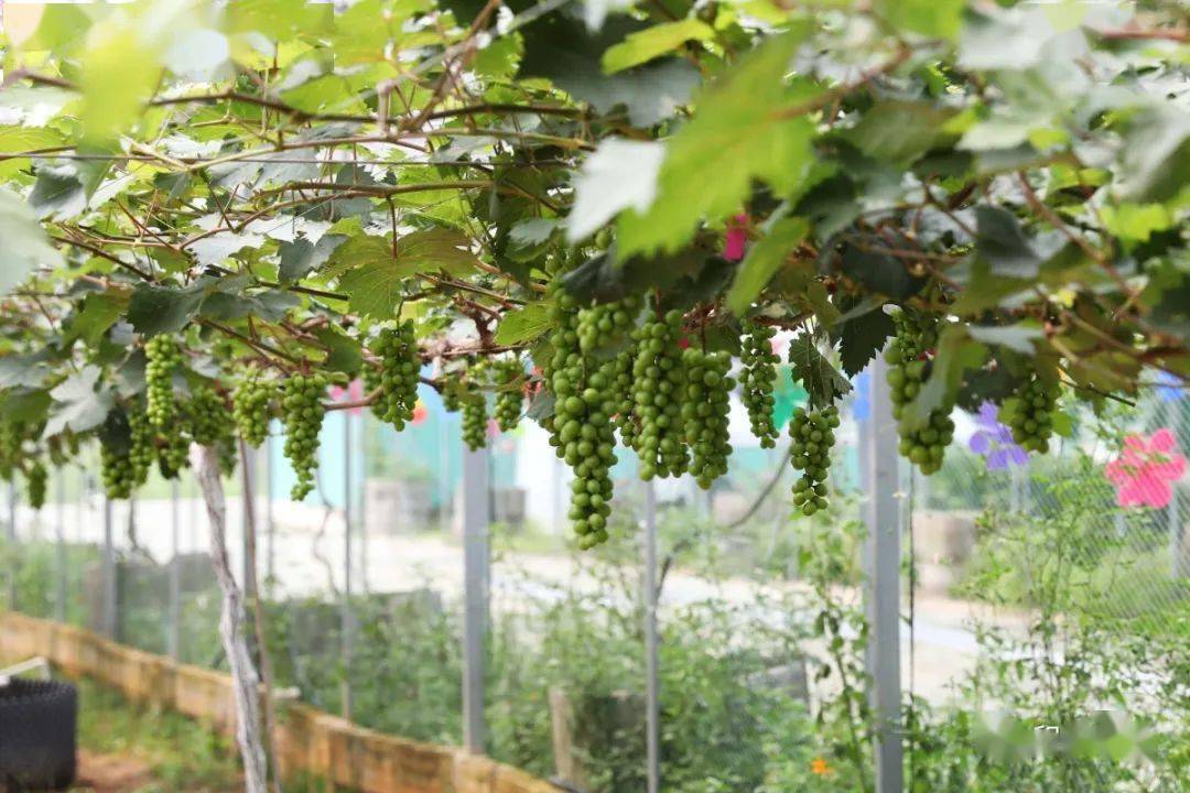 东莞企石我的农场继续保留省级休闲农业与乡村旅游示范点称号