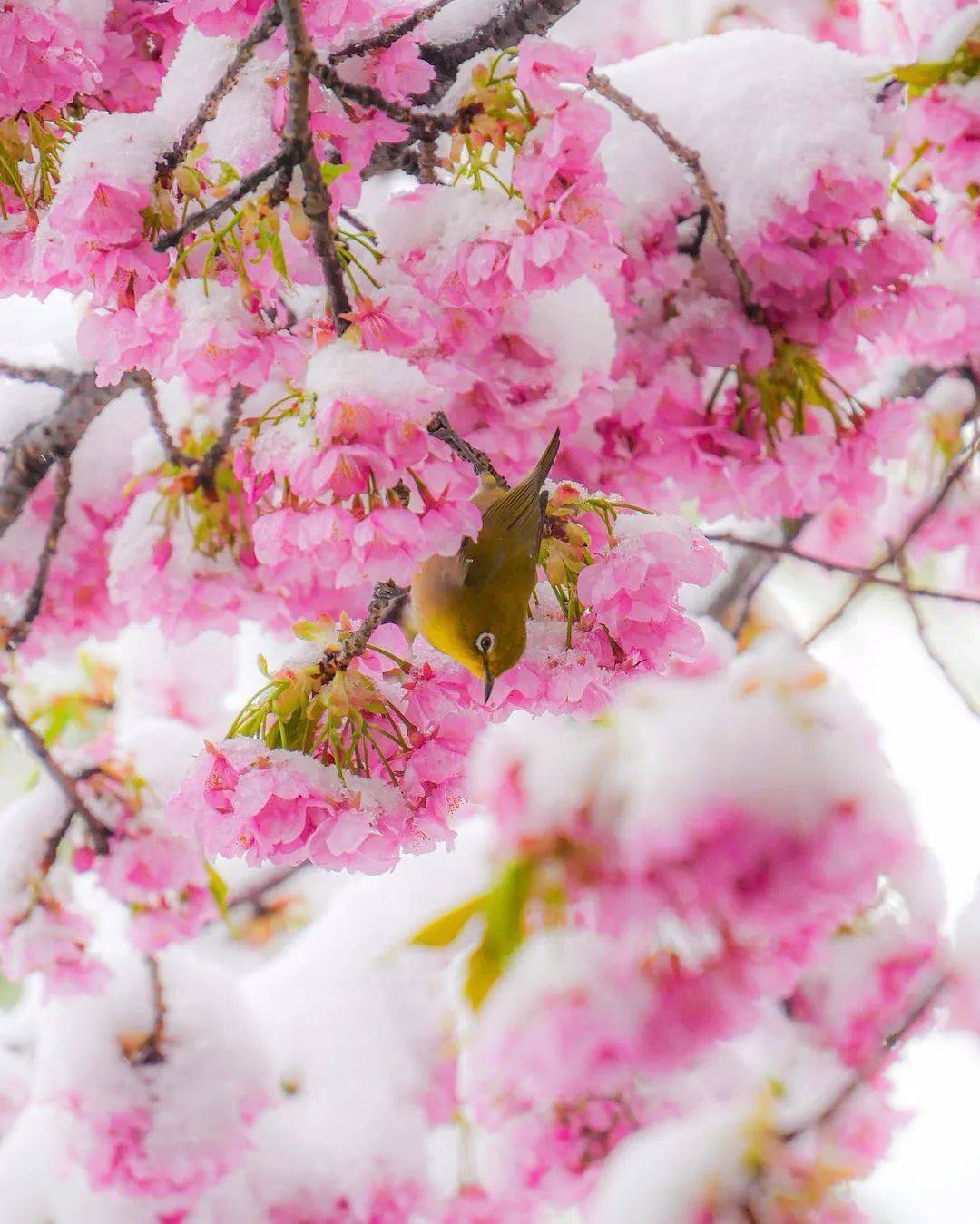 雪中花图片唯美图片