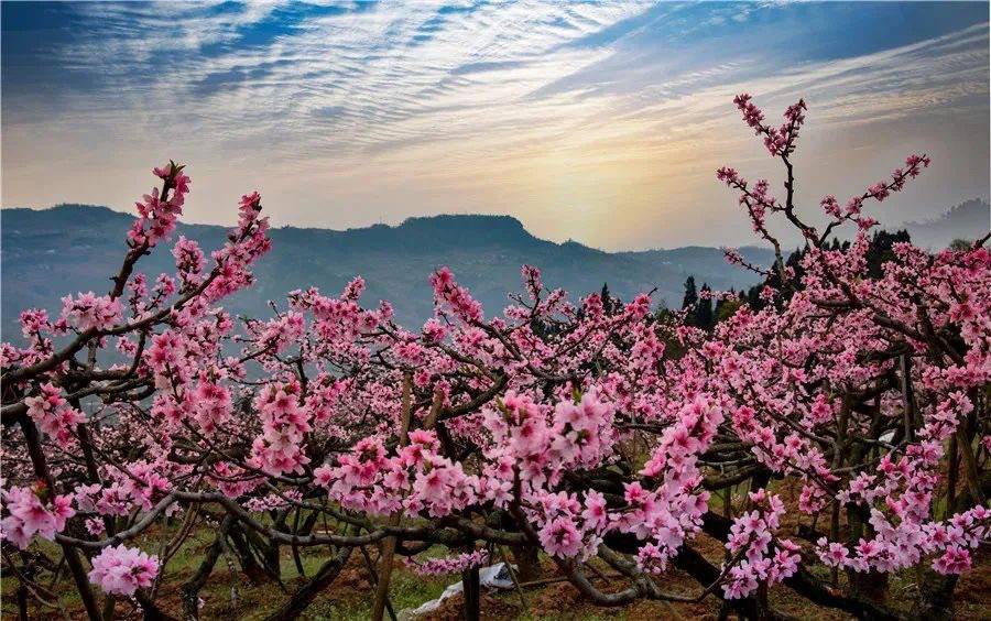 桃树|赏桃花了！今年成都龙泉驿桃花花期在3月中旬