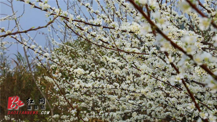 山坳|道县：李花似“春雪”漫山迎春开