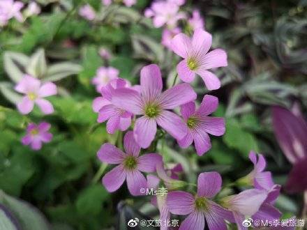 南风|北京植物园里的春意盎然