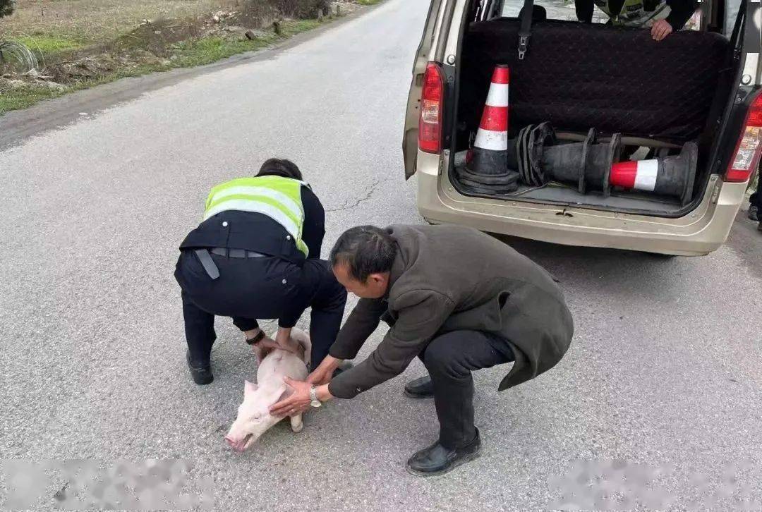 逮猪照片图片