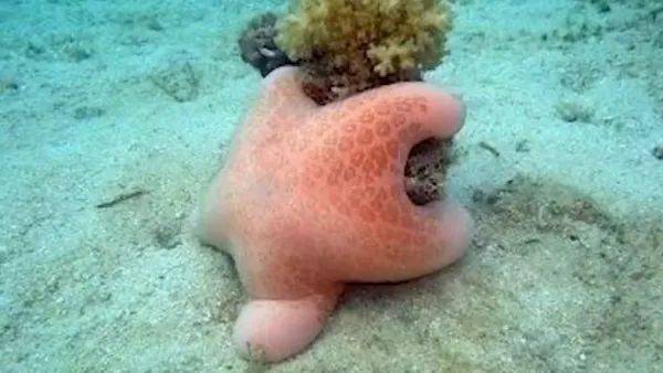 你知道海绵宝宝角色原型都是哪些海洋动物吗?_现实_生物_大唐
