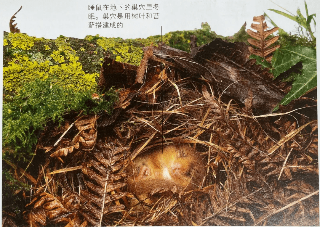 澎湃好物 | DK大百科，用世界的精彩，激活你的好奇心！