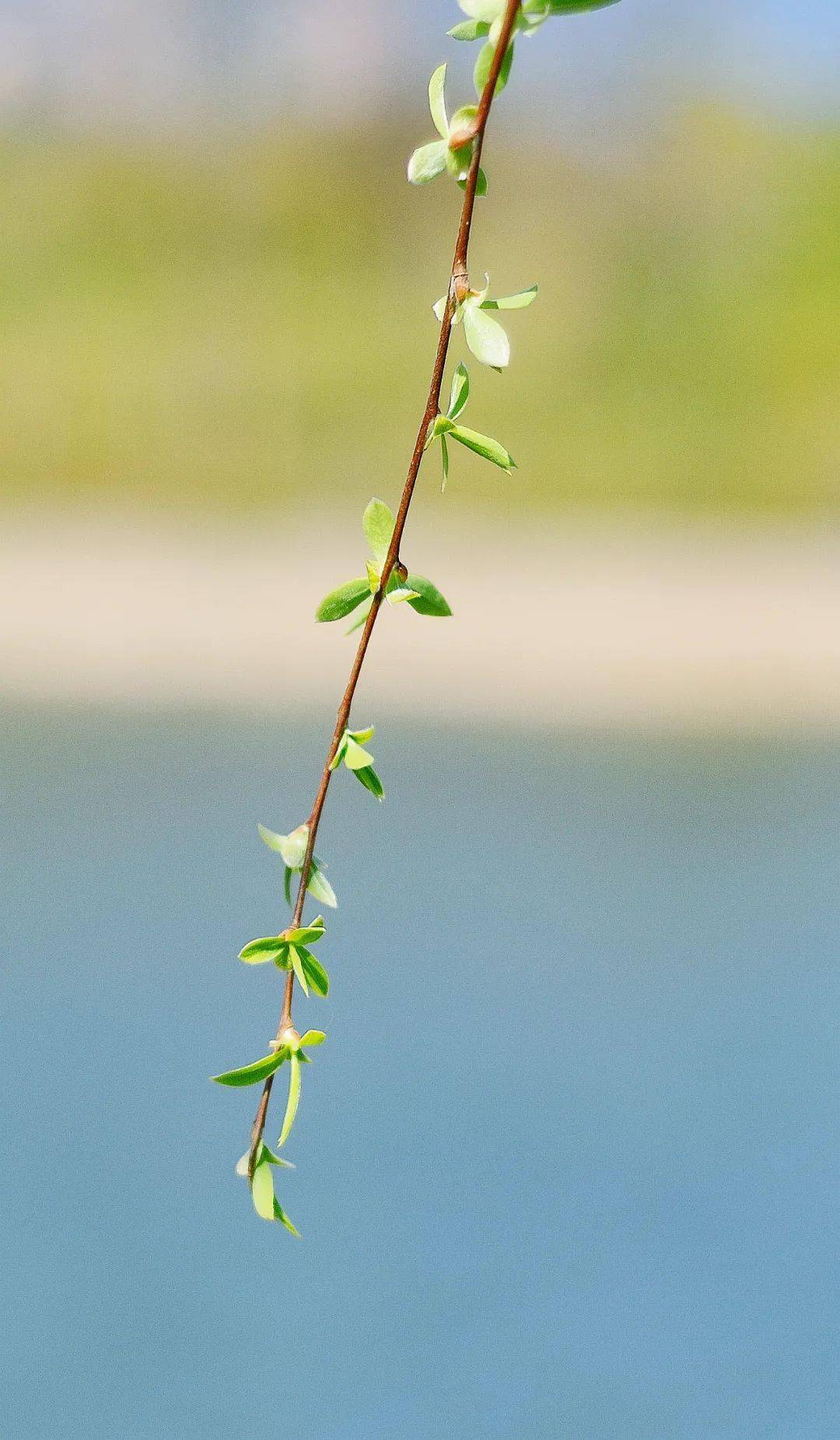 大姚烟柳不负春光
