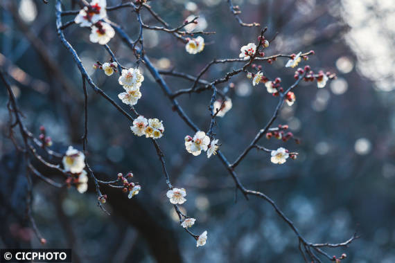 楠竹林|梅花盛开春意浓