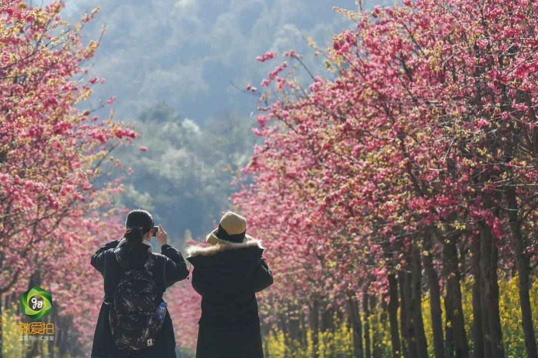 陽春三月,新平磨盤山國家森林公園邀您來賞花啦!_內容_時間_櫻花