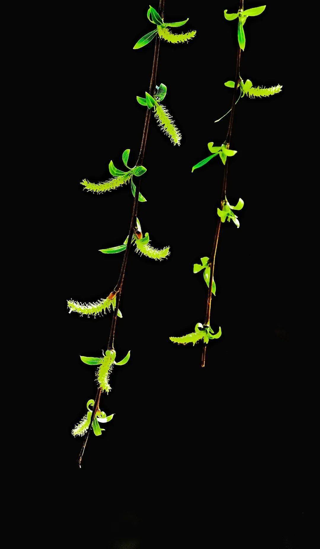 柳条_摄影_图片