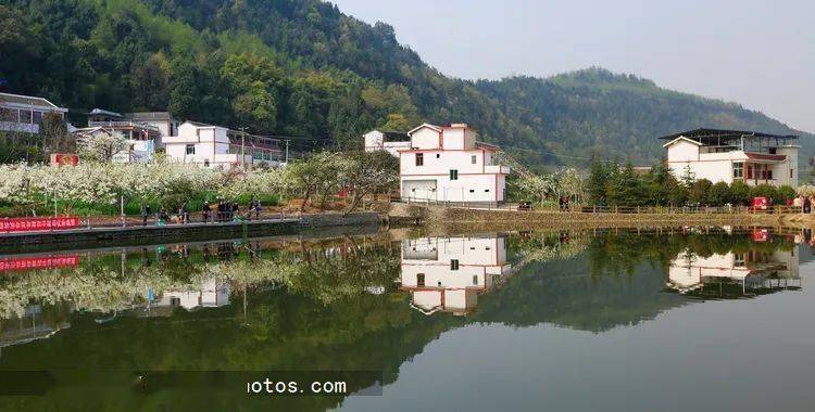 梦里梨花 | 苍溪赏梨花目的地之狮岭景区_云峰镇_泥土_来源