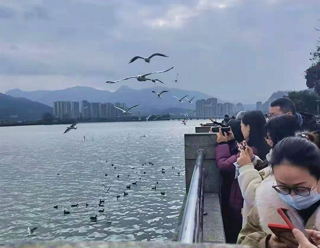 硕果|雅安市雨城区：鸟类保护结硕果，城市观鸟成为旅游新亮点