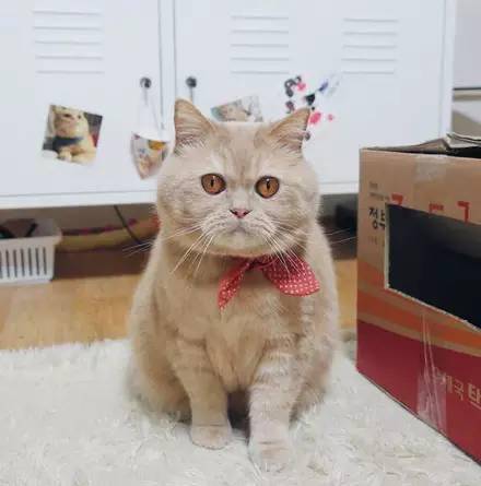 这橘猫的眼睛是金黄色的,被人称黄金猫,其实它最大爱好是.