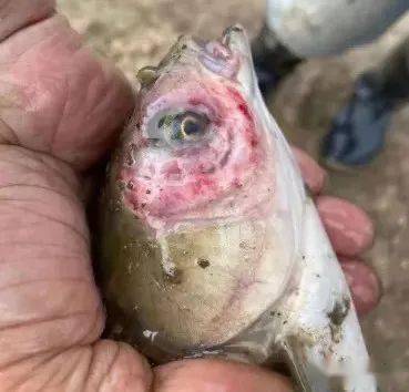 新型鱼瘟以红嘴烂嘴为主要症状的新病种鱼类溃疡性烂身病