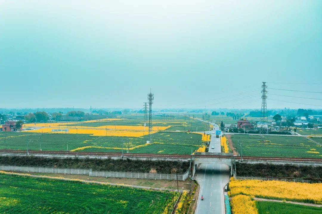 五星村3月崇州的最美油菜花季