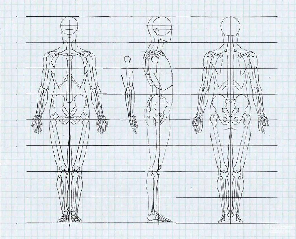 人体结构怎么画比例图片