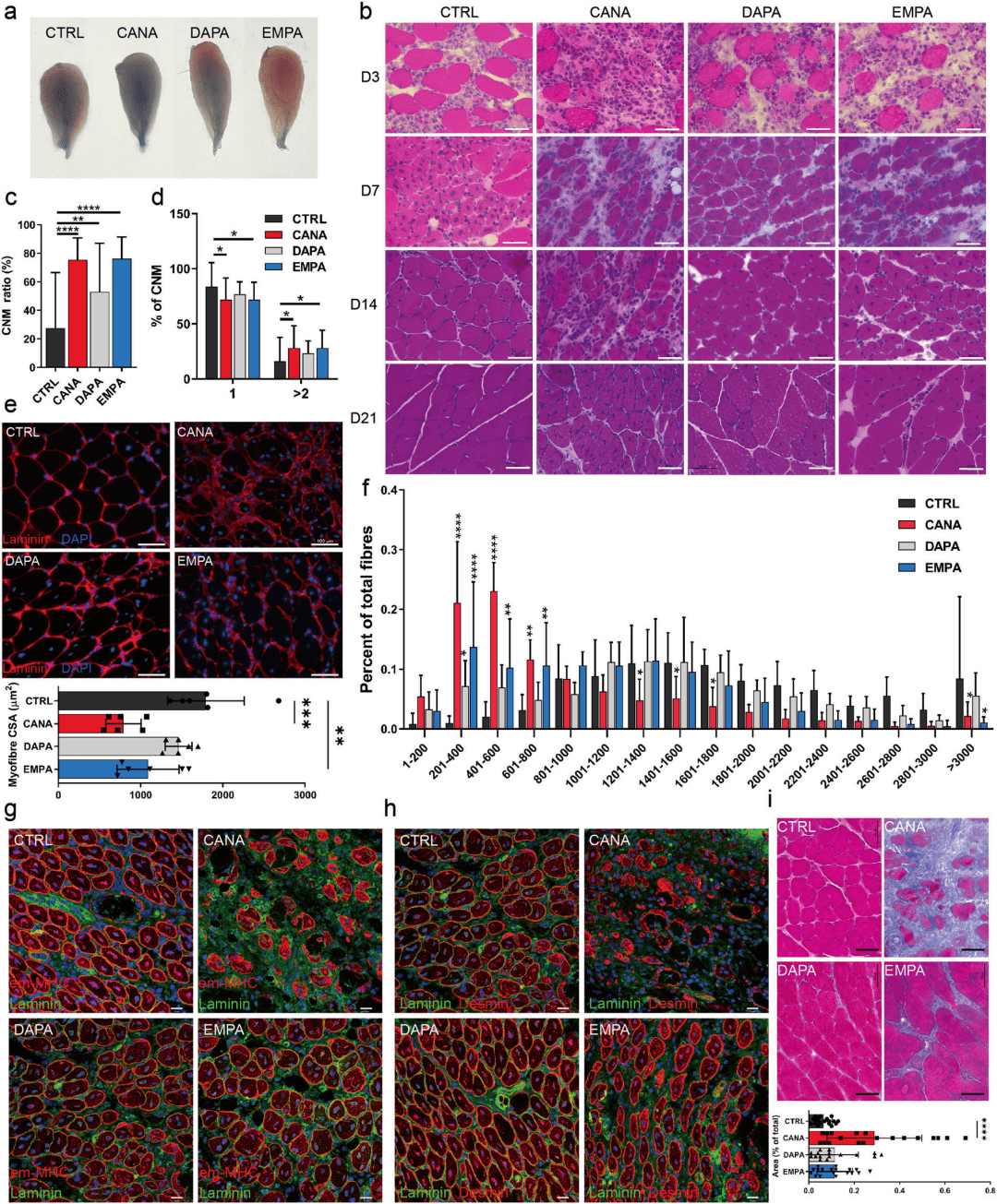 结果显示,cana处理组在fal后第14天表现出肌肉再生不良;h&e染色显示
