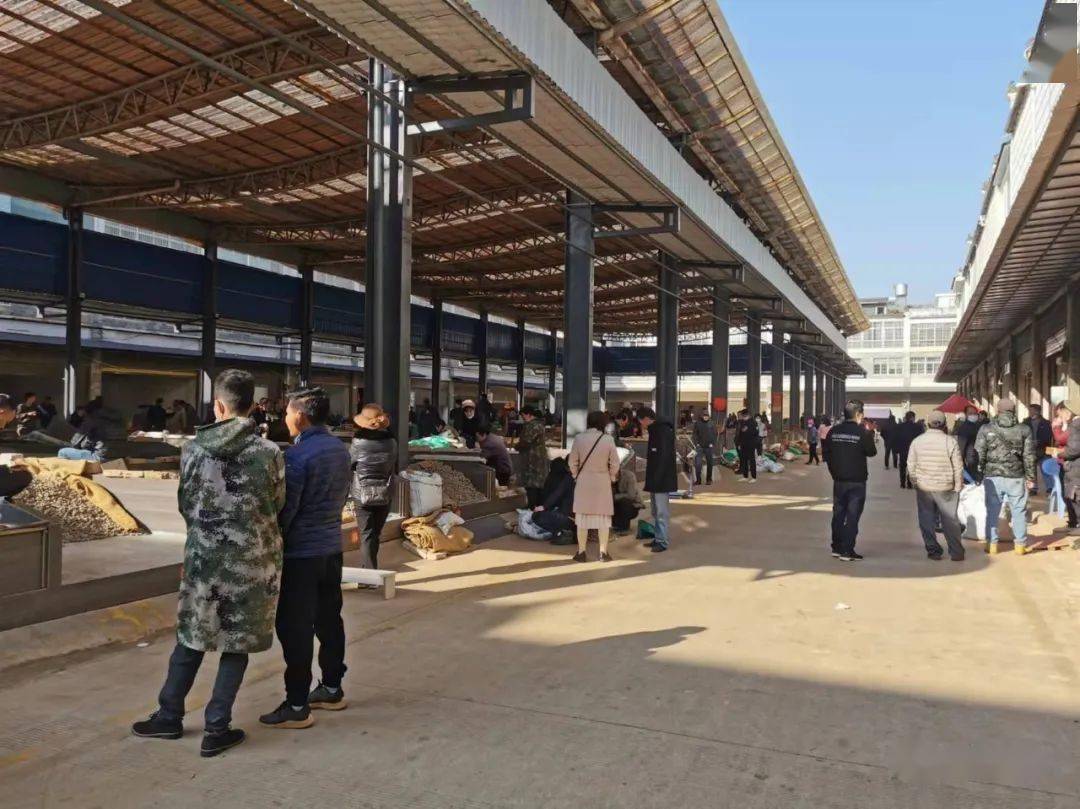 文山三七市场2月21日2月27日交易价格