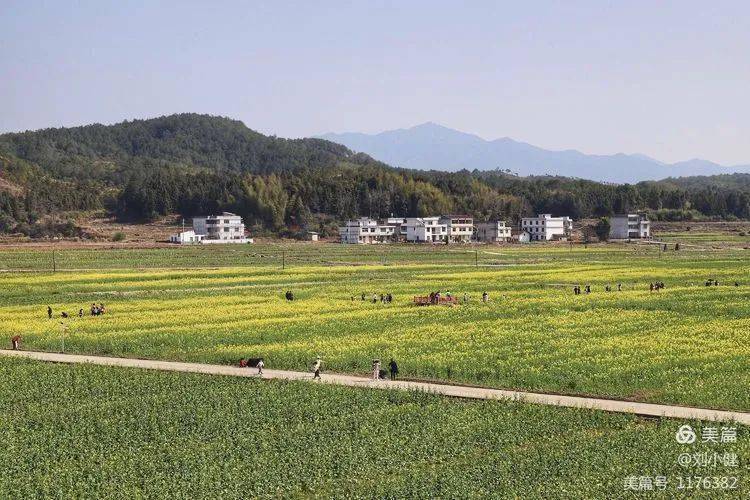 油菜花開,驚豔了石城整個春天_田野_小松鎮_崗村