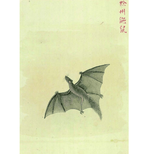 博物|如何把一只猫变成怪兽？《山经》中“怪物”的本来面目