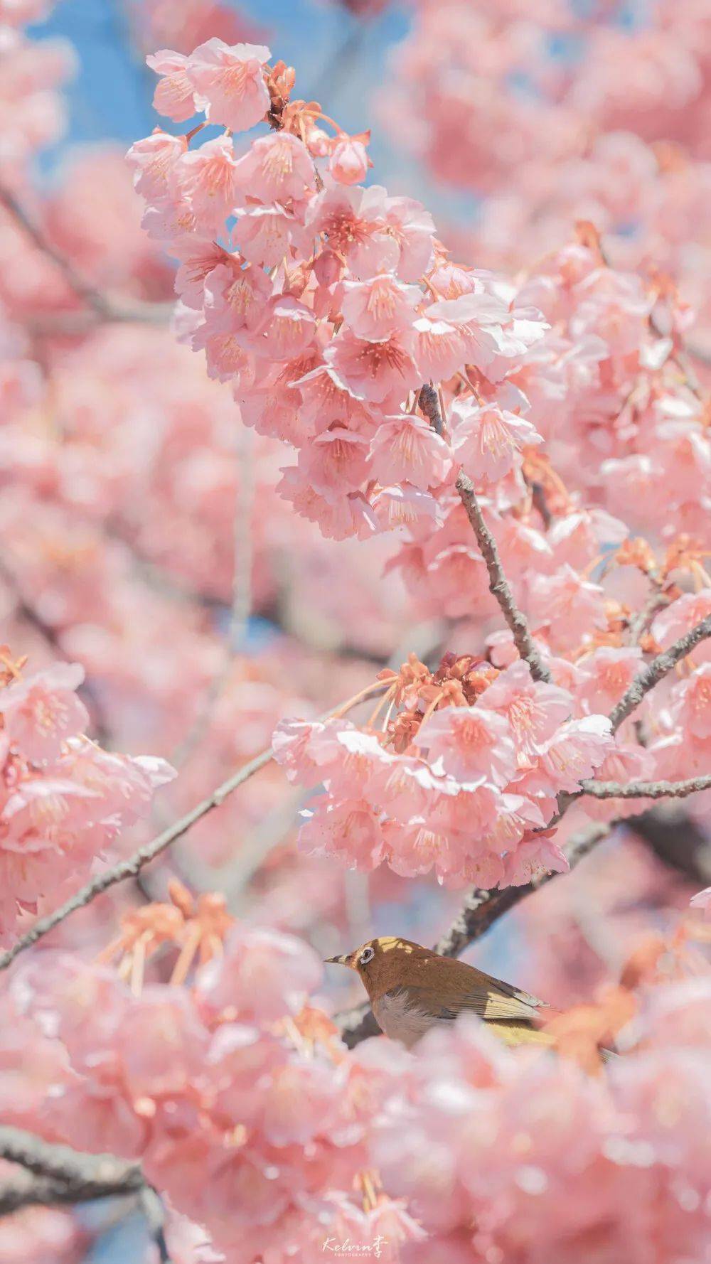 壁纸丨粉色系列 樱花专题