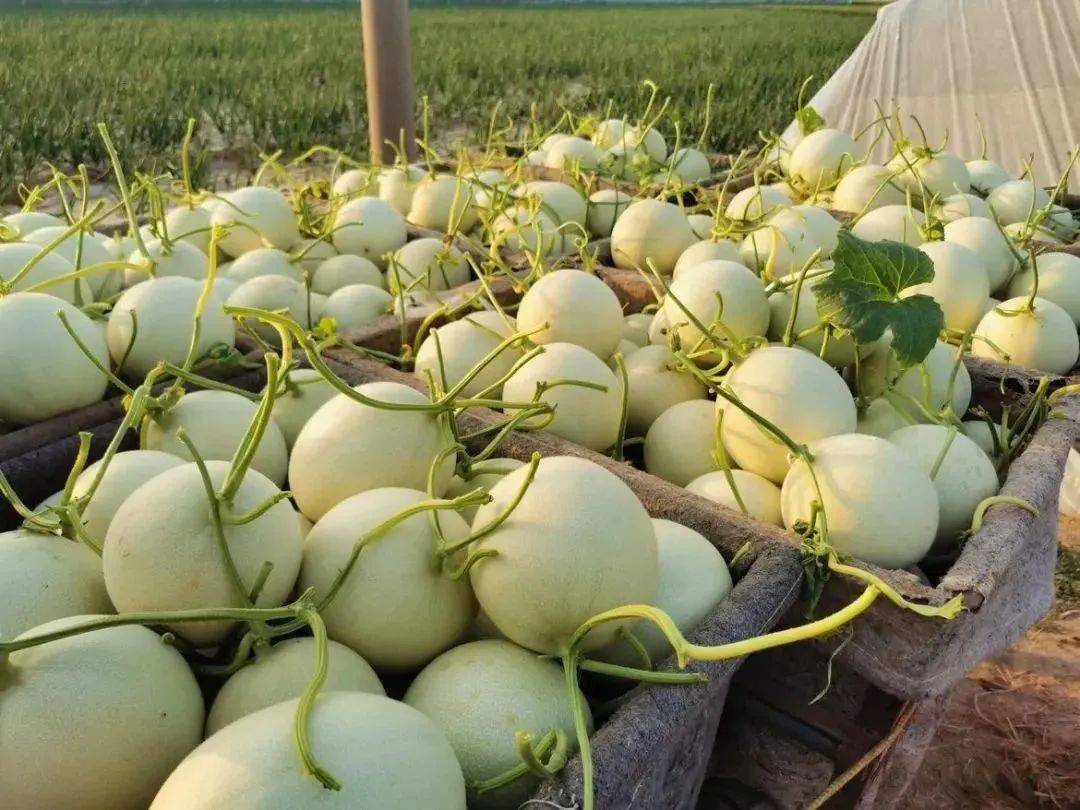 自然少不了冰淇淋玉菇甜瓜