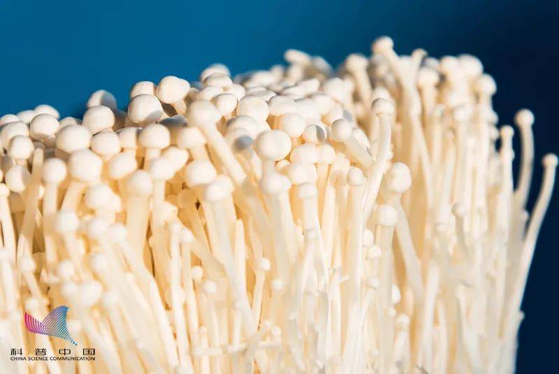 金针菇为什么叫明天见吃了等于白吃原来一直误会它了