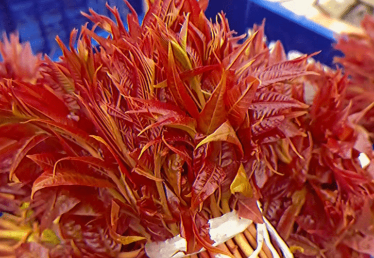 一、红叶香椿和绿叶香椿的区别 我国栽种并食用香椿的历史十分悠长，庄子曾曰：“大椿者