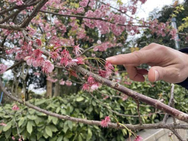 海棠|桃花梅花樱花……傻傻分不清楚？教你一招