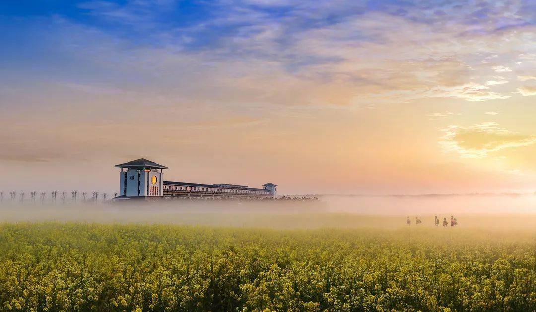 接下来的日照春风十里绝美花海送给你