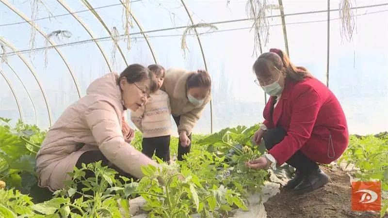 七里镇南台堡村三组村民王树玲说"近年来,在农广校的大力帮助和扶持