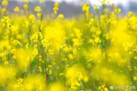 吴振根|春光旖旎！你还不赏油菜花去？