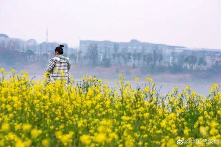 吴振根|春光旖旎！你还不赏油菜花去？