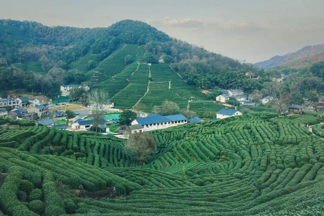 湖畔茶事西湖龍井憑什麼被稱為綠茶皇后