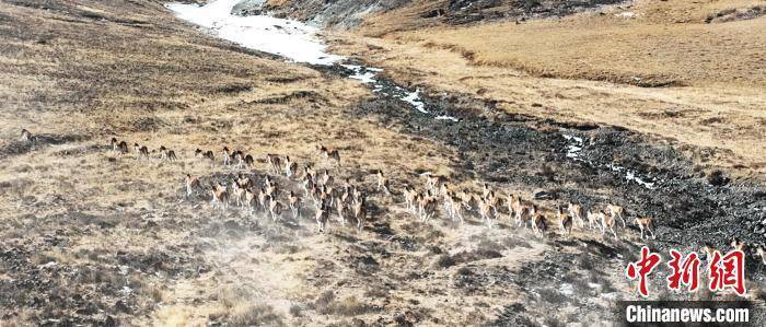 草原|甘肃肃南：百余头西藏野驴列队奔跑