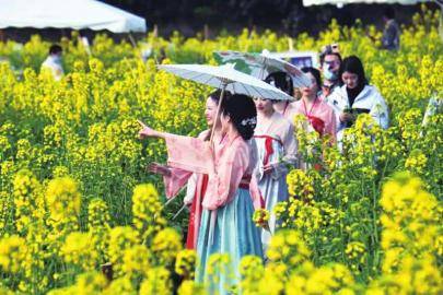 油菜花|金堂 走进花海中，醉在春光里