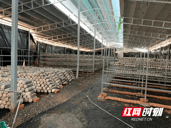 生产|双牌上梧江瑶族乡：蘑菇产业激发乡村振兴活力