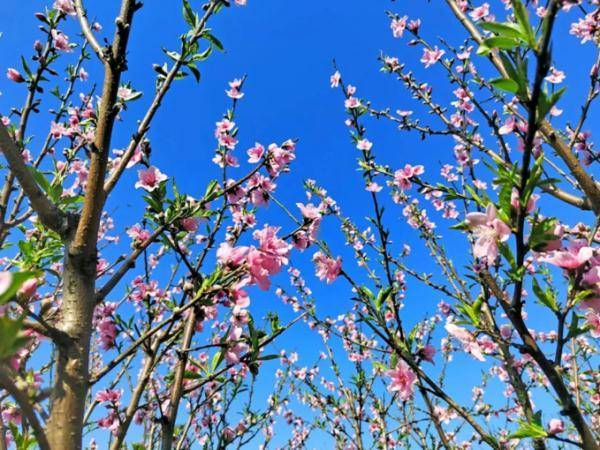 广州|美美美！3月广州花海太惊艳！最新赏花攻略快收藏