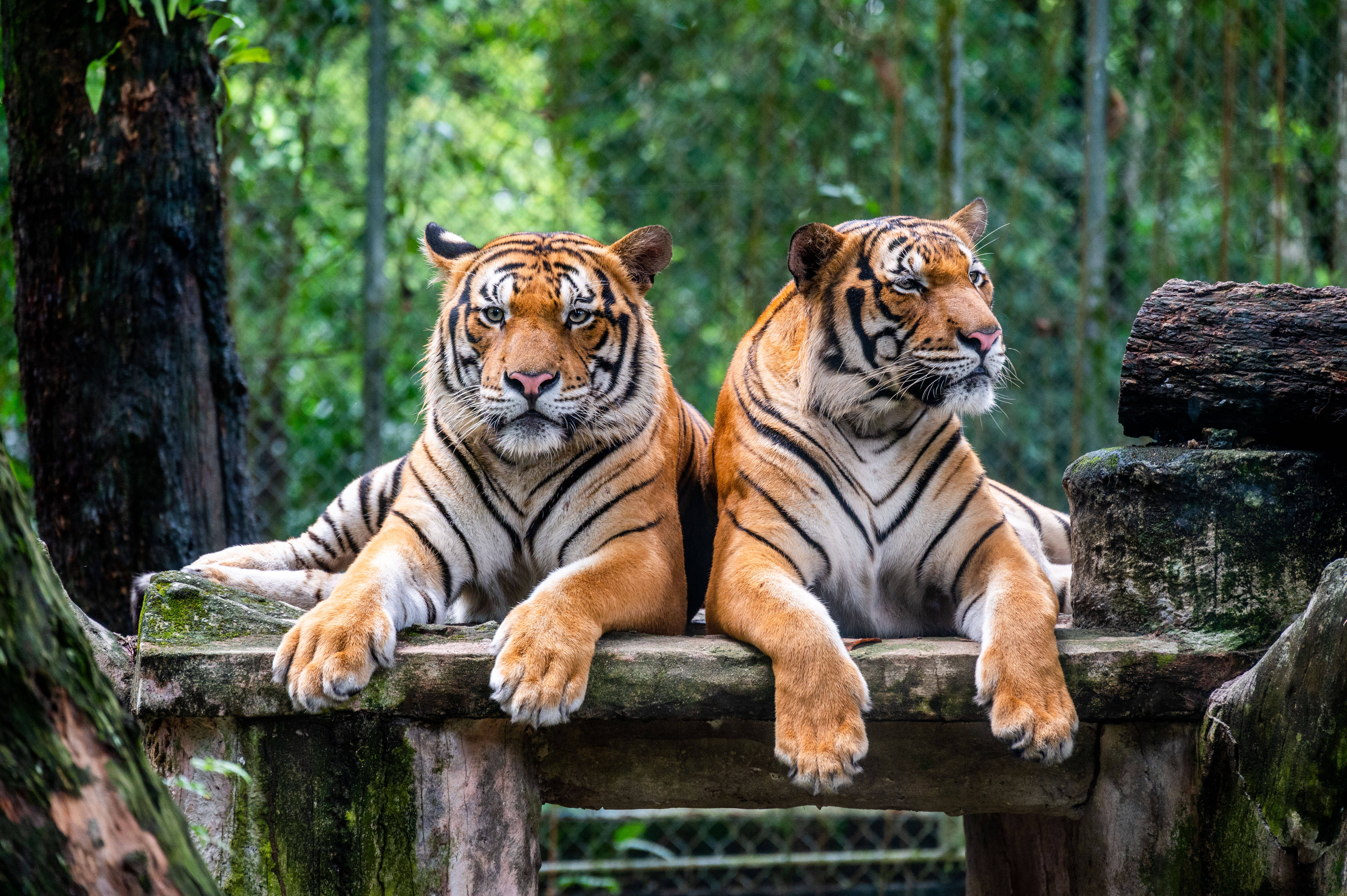 世界野生动植物日:关注极度濒危的马来亚虎
