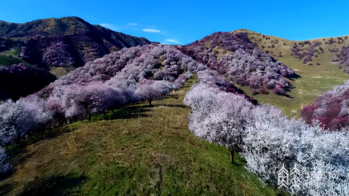 高峰|春风吹更暖 赏花正当时！江苏多地迎赏花高峰