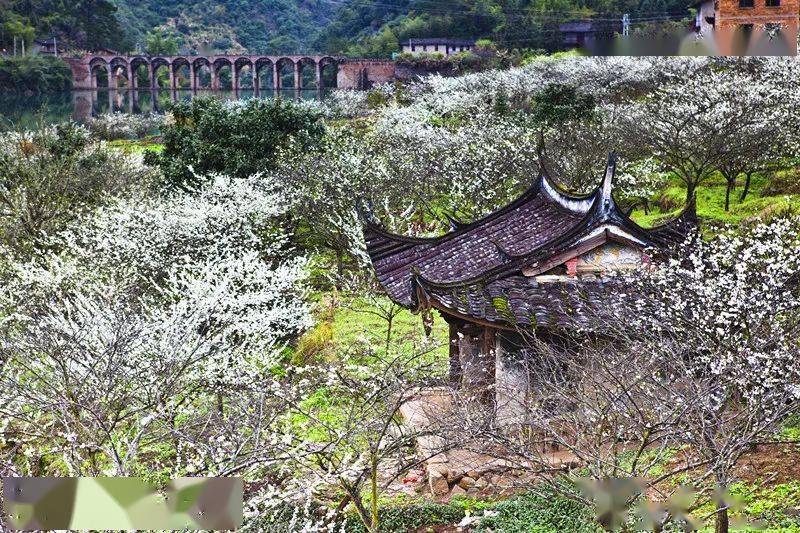 春日限定永泰踏青賞李花丘演油菜花秘境桃源月洲村大喜村汽車一日遊