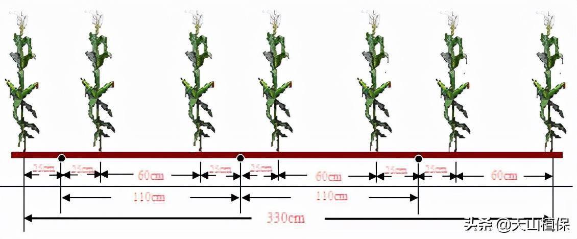 玉米株距行距图解图片