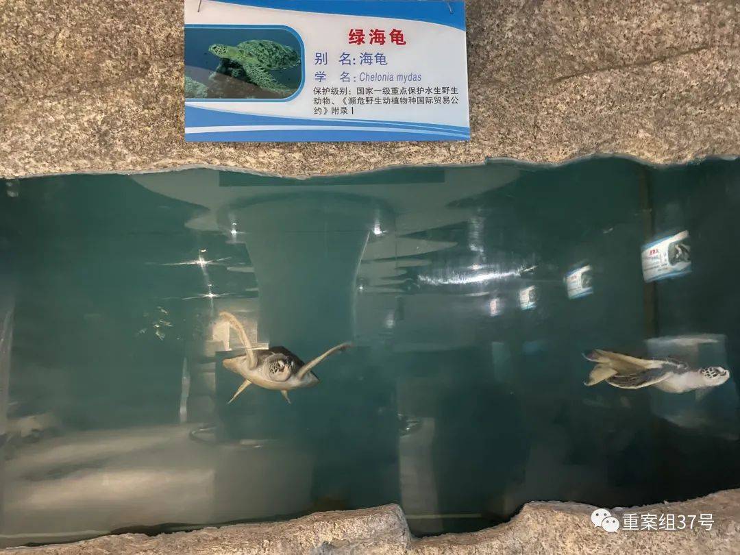 在埃斯孔迪多港放生小海龟| GetYourGuide, image size:1080x810