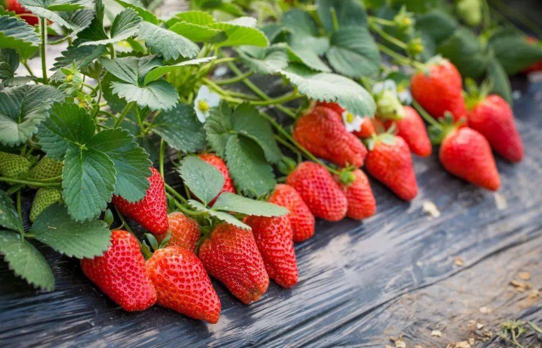 葡萄|吃草莓可以减肥？有白霜的葡萄更新鲜？原来关于水果的真相是这些...
