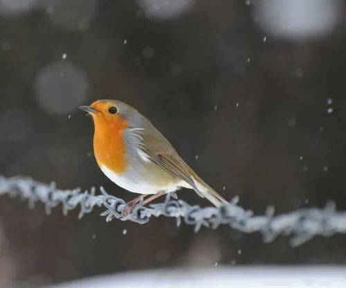 名著選讀哈珀李殺死一隻知更鳥