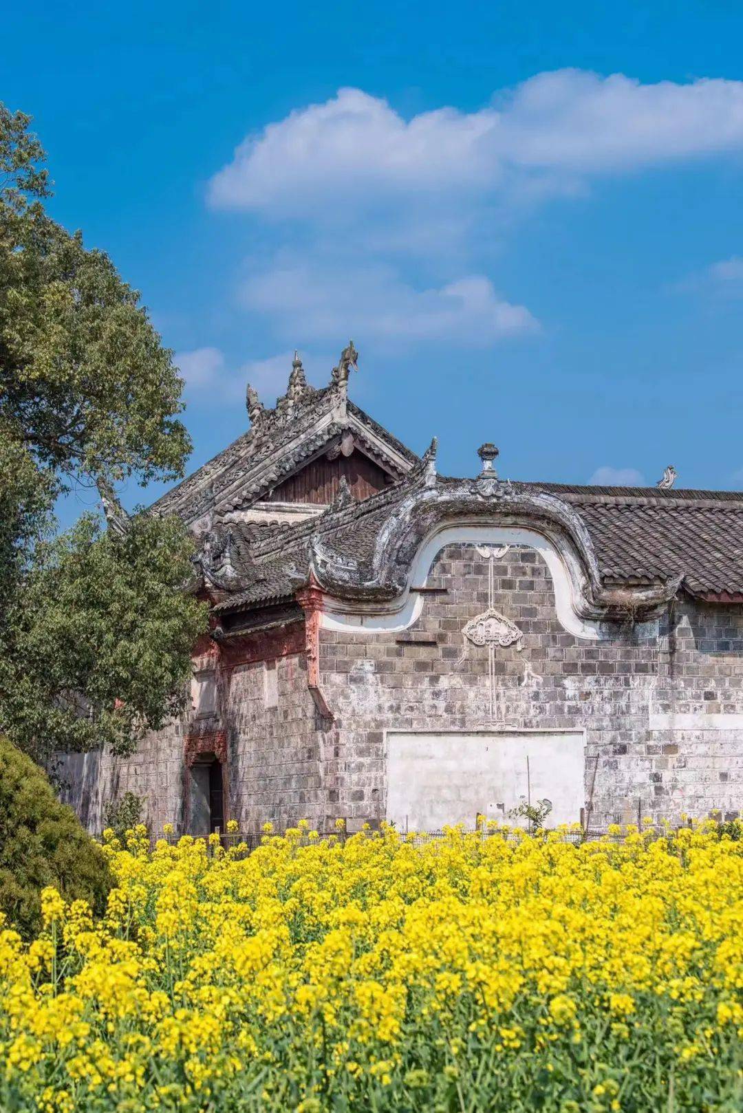 严理 摄严理 摄详细地址:乐山市市中区水口镇龙窝村you cai hua