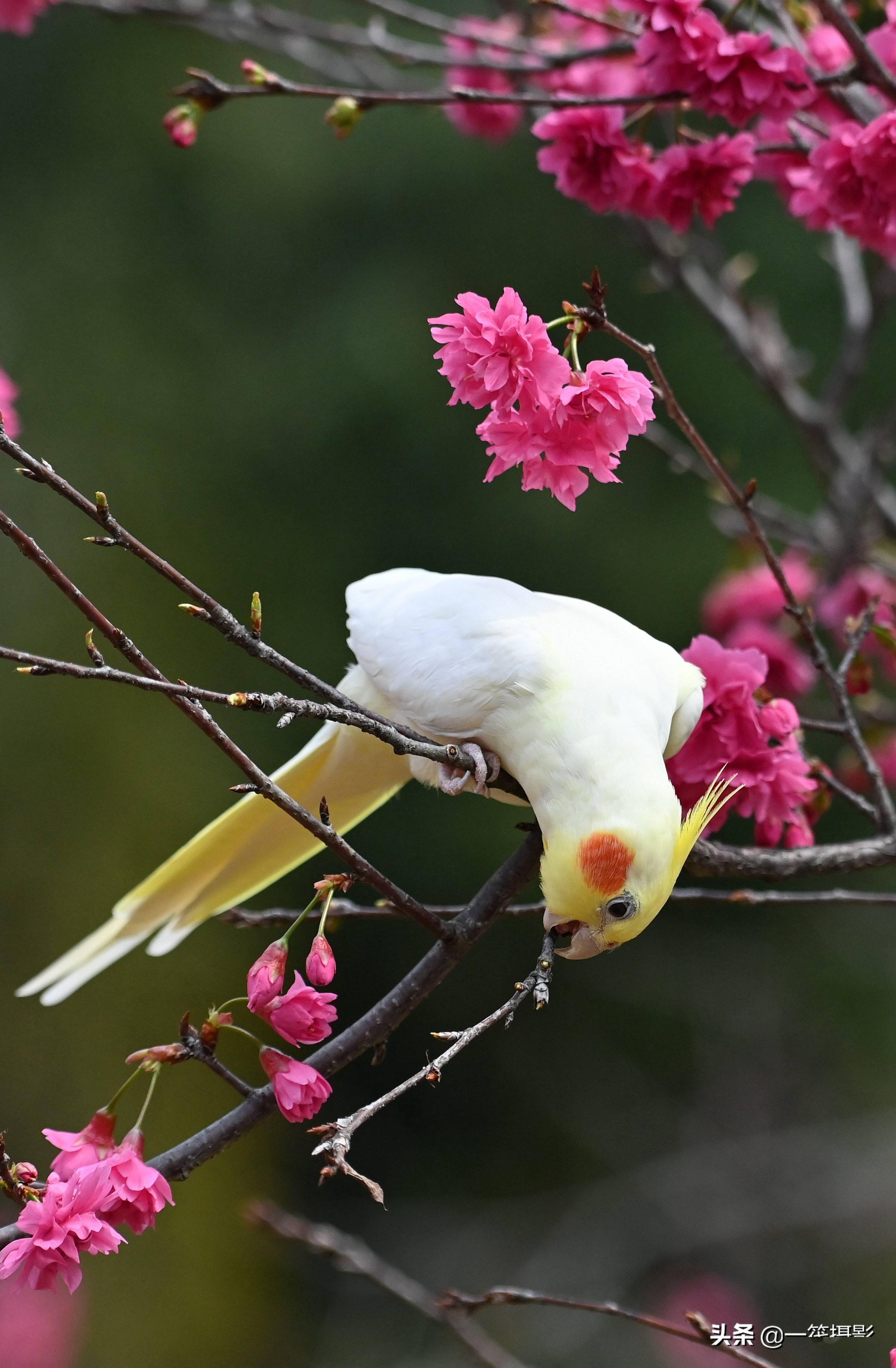 玄凤鹦鹉赏樱花脸蛋花儿相映红