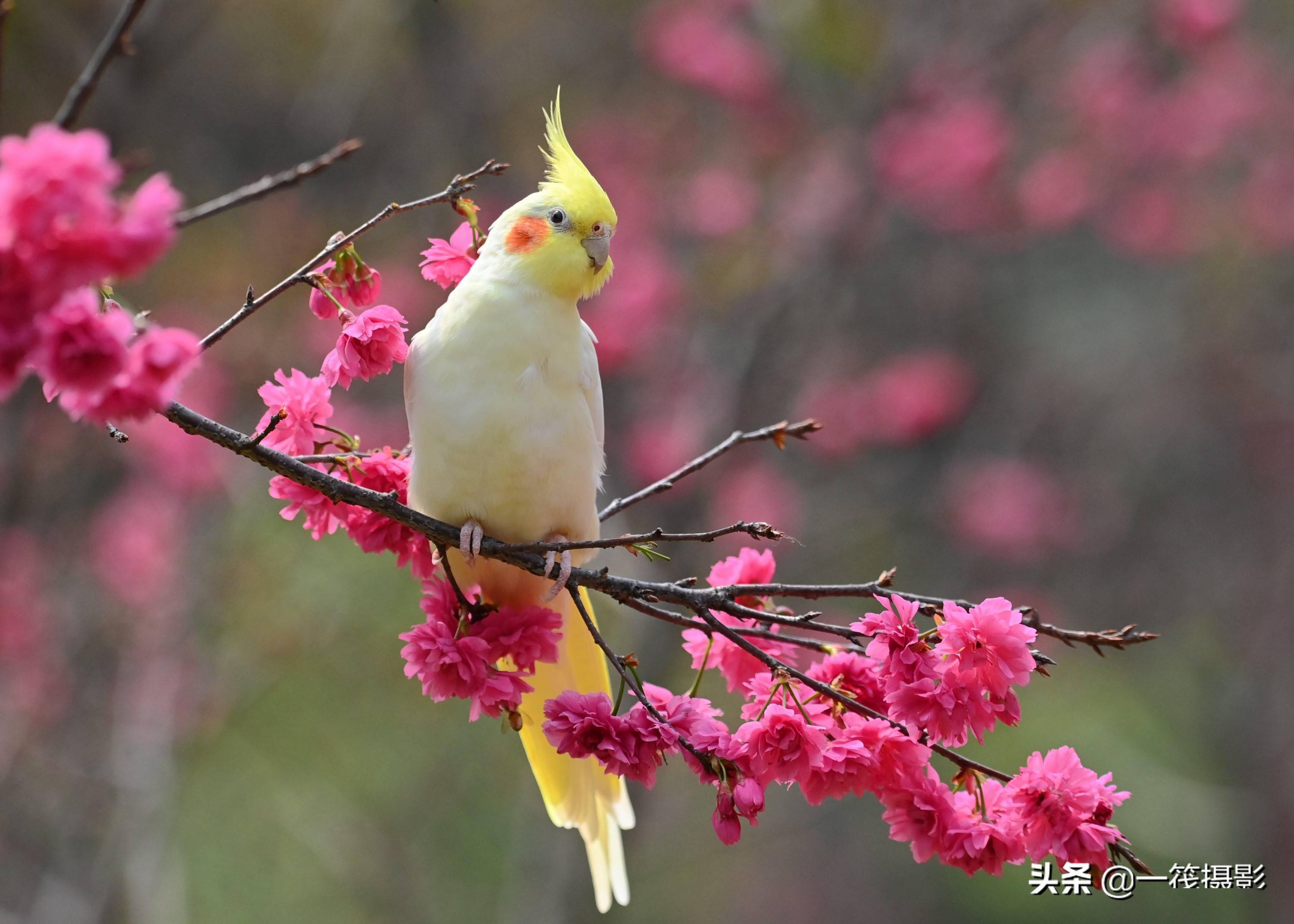 玄凤鹦鹉赏樱花