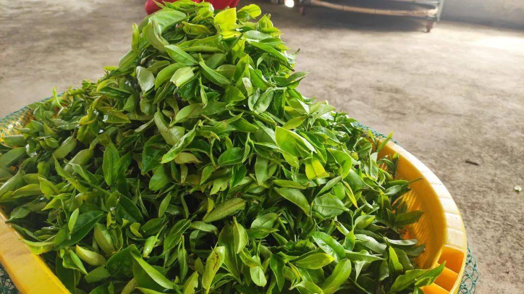 采茶咯川岛白云茶陆续进入春茶采摘期